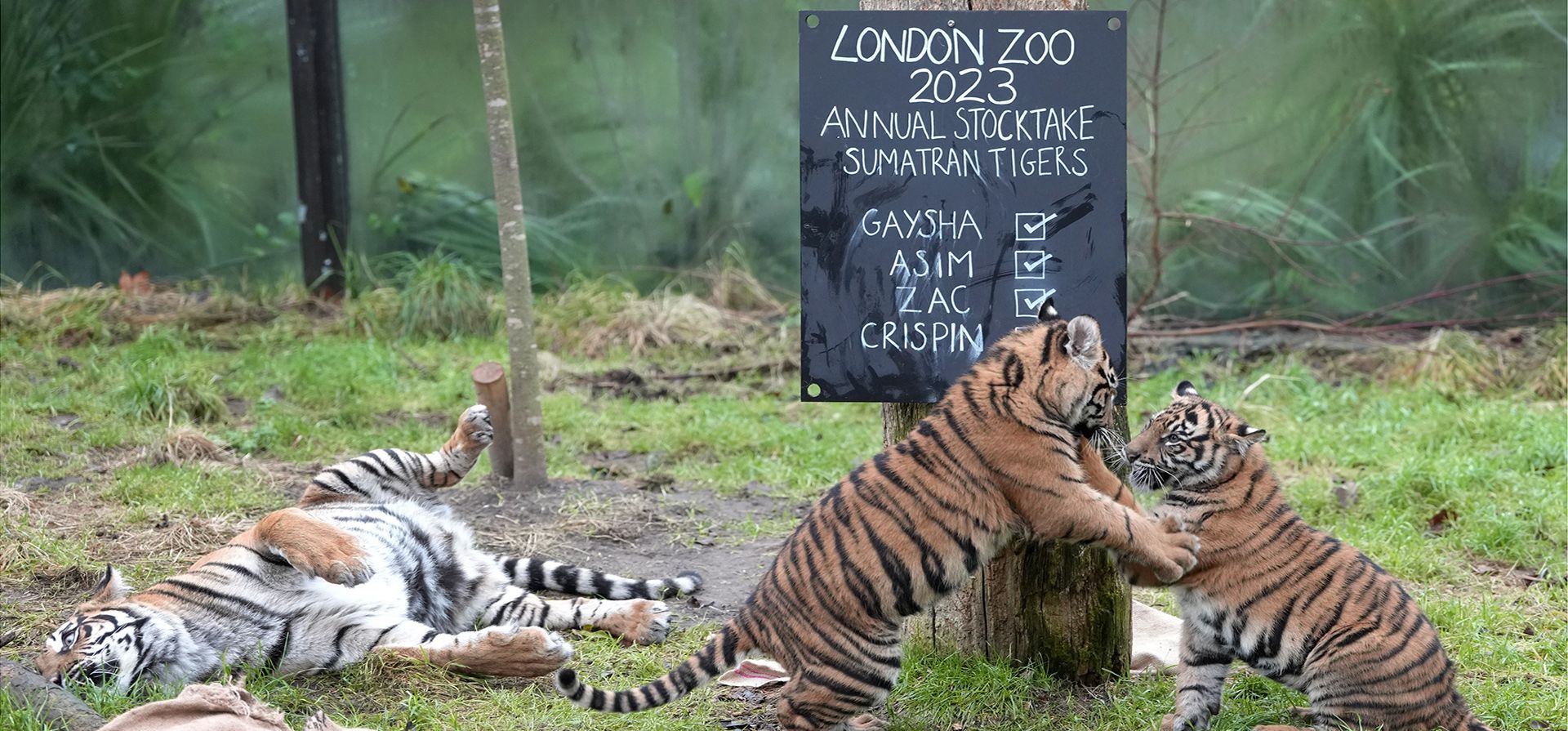 La tigresa de Sumatra Gaysha yace en el suelo mientras sus cachorros Zac y Crispin juegan junto a una pizarra durante el inventario anual en el Zoológico de Londres, el martes 3 de enero de 2023. Cuidando a más de 500 especies diferentes, los cuidadores del zoológico darán inicio al año nuevo contando todos los mamíferos, aves, reptiles, peces e invertebrados del zoológico, desde gorilas hasta tortugas. (Foto AP/Kirsty Wigglesworth)