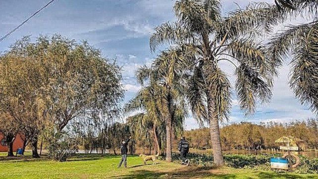 Detectaron por primera vez el Picudo Rojo de las Palmeras en Entre Ríos y activaron un plan oficial.