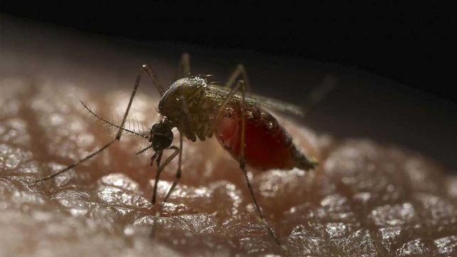 ¿Es cierto que los mosquitos pican más a algunas personas que a otras?