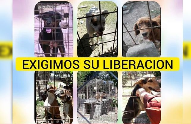 Los perros del albergue de animales de Oviedo que nadie quiere: «Son  candidatos a morirse aquí»