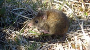 La transmisión del hantavirus al ser humano ocurre principalmente a través de roedores silvestres
