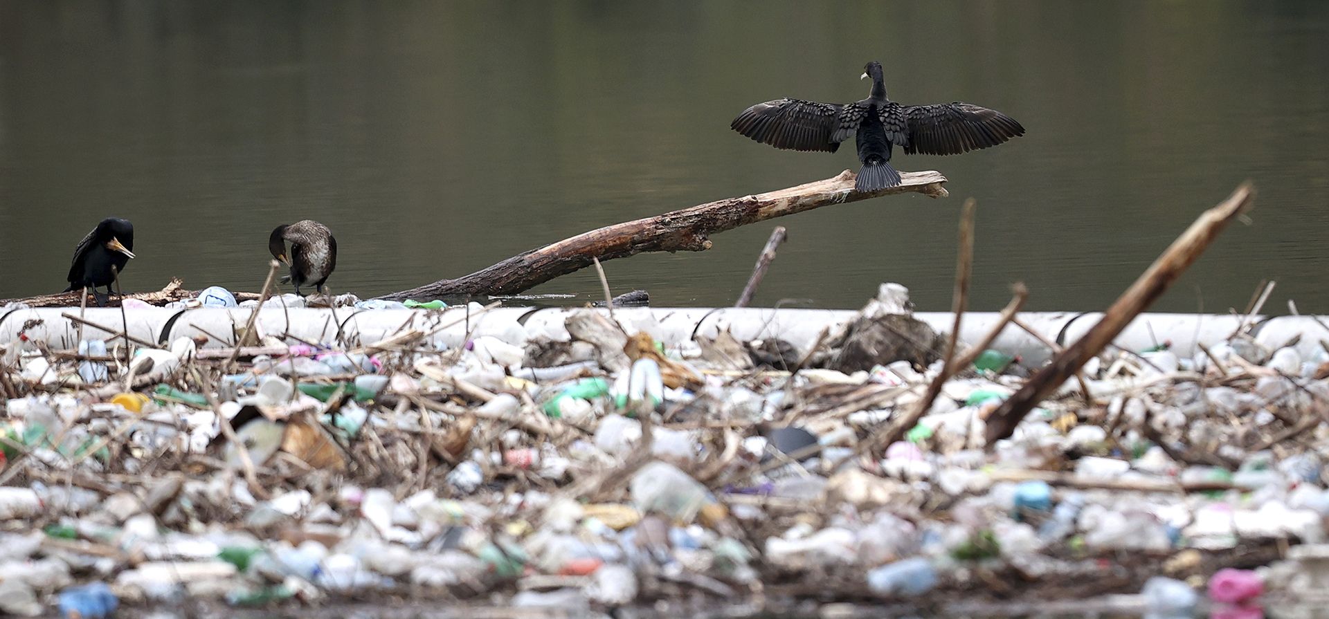 Pájaros descansan en ramas junto a toneladas de desechos flotando en el río Lim cerca de Priboj, Serbia, el lunes 30 de enero de 2023. (Foto AP/Armin Durgut)