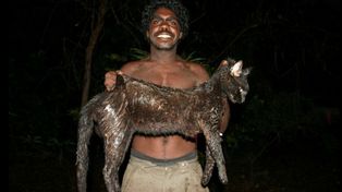 Australia matará a dos millones de gatos para proteger especies nativas