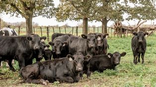 Veterinarias aumentó la producción un 59% con ganadería regenerativa