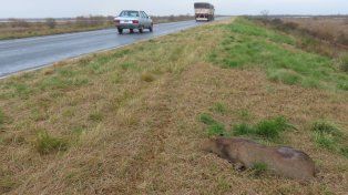 Casi la mitad de animales encontrados muertos por atropellamientos en la ruta que une a Rosario con Victoria eran carpinchos.
