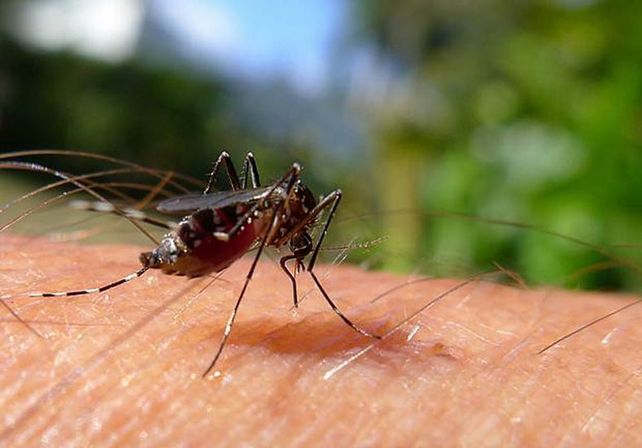 Son 750 los casos acumulados de dengue en la provincia de Santa Fe
