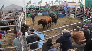 Remate de reproductores logró muy buenos precios en Agroactiva