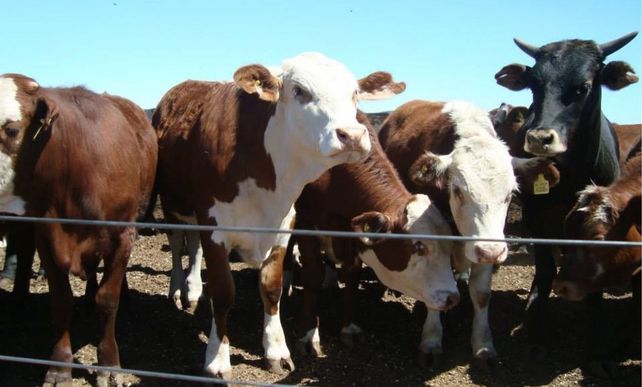 El gobierno lanzó la discusión de un nuevo plan para el sector.