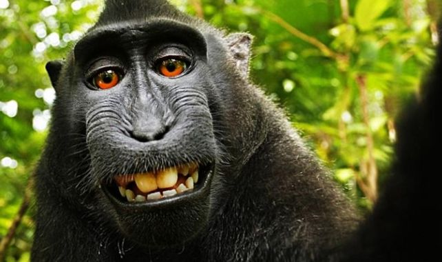 El macaco Naruto en el instante en que accionó la cámara y se tomó una selfie en Indonesia.