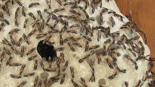 Paraná: preocupa la proliferación y ataque de avispas