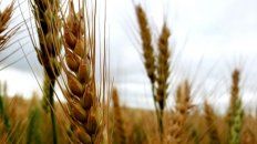 Trigo. El cereal fino enfrenta una campaña marcada por la sequía. Trigo. El cereal fino enfrenta una campaña marcada por la sequía.
