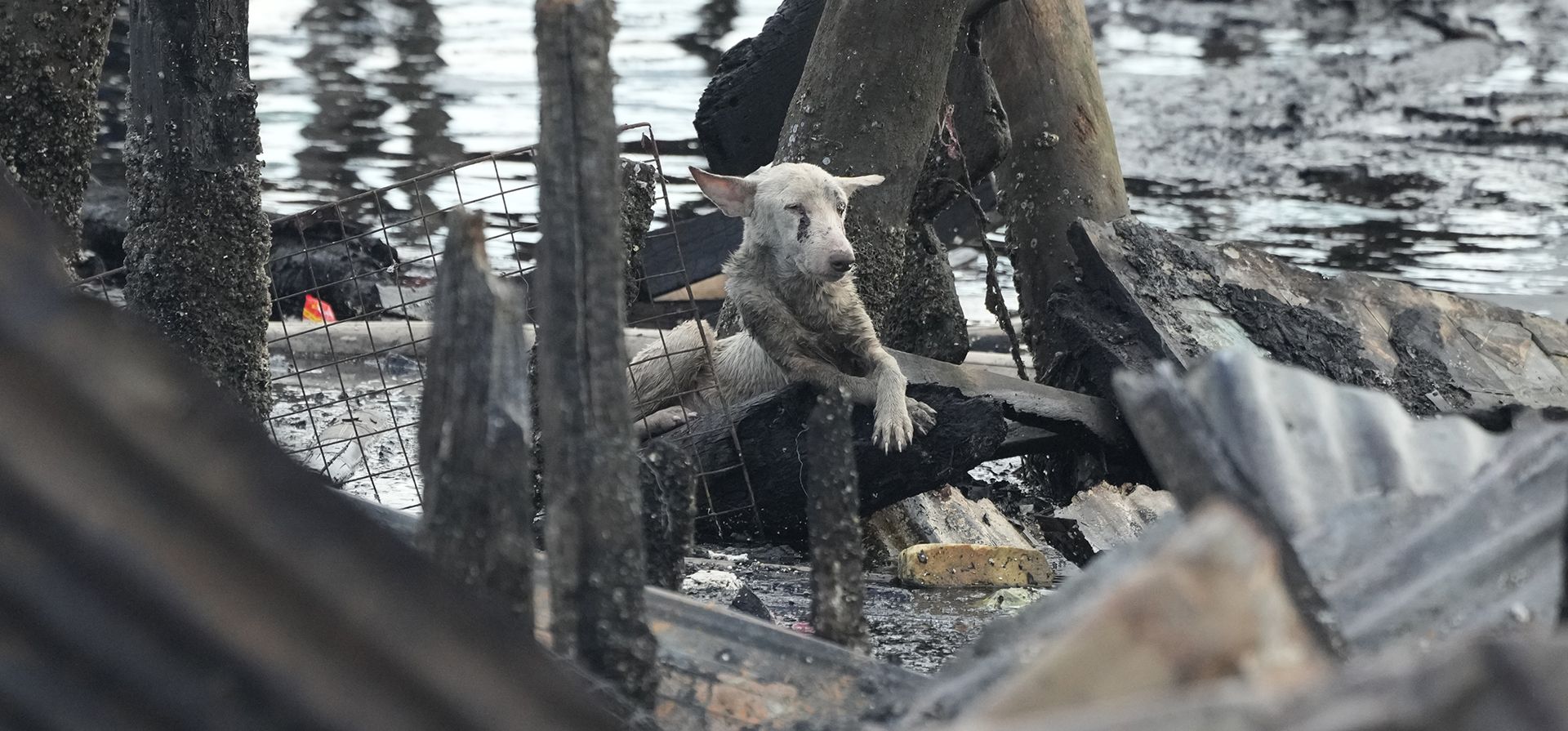 Un perro descansa junto a unos pilotes de las ruinas de unas viviendas, el lunes 25 de noviembre de 2024, un día después de que se desatara un incendio que dejó a unas 2.000 familias sin hogar en una zona marginal de Manila, Filipinas. (Foto AP/Aaron Favila) Un perro descansa junto a unos pilotes de las ruinas de unas viviendas, el lunes 25 de noviembre de 2024, un día después de que se desatara un incendio que dejó a unas 2.000 familias sin hogar en una zona marginal de Manila, Filipinas. (Foto AP/Aaron Favila)