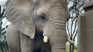 Kuky, la elefanta, murió en la mañana del martes en el Ecoparque de Buenos Aires.&nbsp;