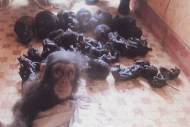 Rodeado de su familia mutilada, este chimpancé llora cuando se le acerca un humano