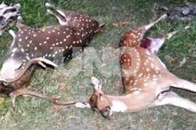 Desarmaron a depredadores de la fauna silvestre en San Javier