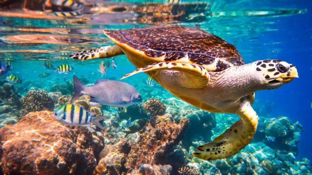 Científicos advierten que una inédita ola de calor marino provocará muertes masivas de especies en el océano Atlántico&nbsp;
