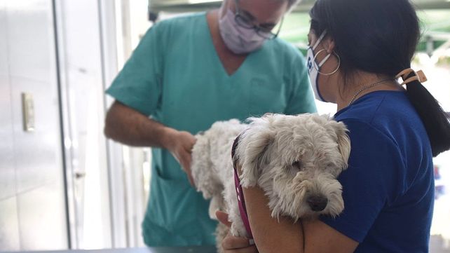 Castraciones de animales.