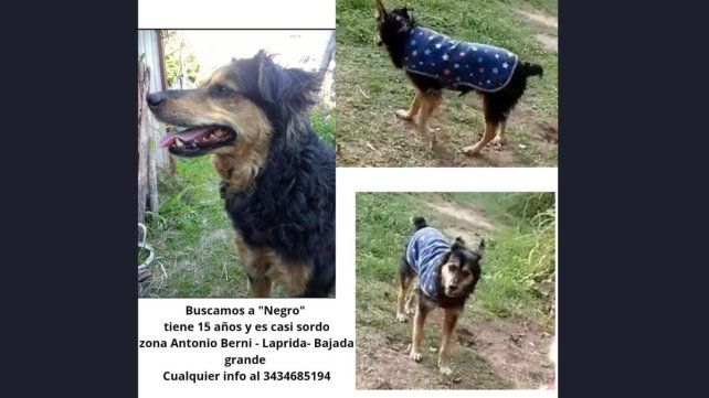 Buscan desesperadamente a un perro de 15 años en Bajada Grande