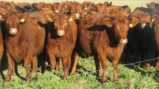 Las importaciones de carne vacuna previstas para este año por China proyectan un aumento del 3%.