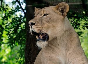 Un león recién llegado al zoológico de Alabama mató a una leona