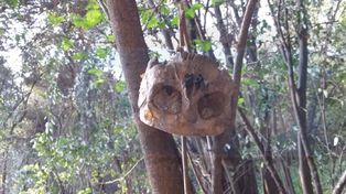 Macabro: encontraron un cráneo calzado sobre un árbol