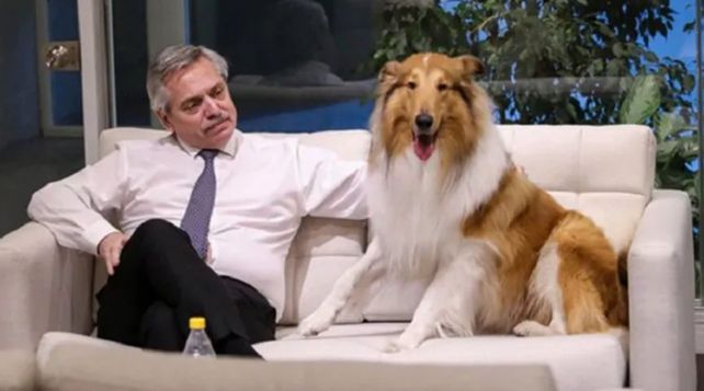 Día Mundial del Perro: una fecha para mimar al amigo más fiel