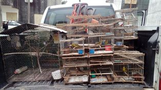 Liberación. Las animales rescatados en Paraná fueron llevados al Parque San Martín