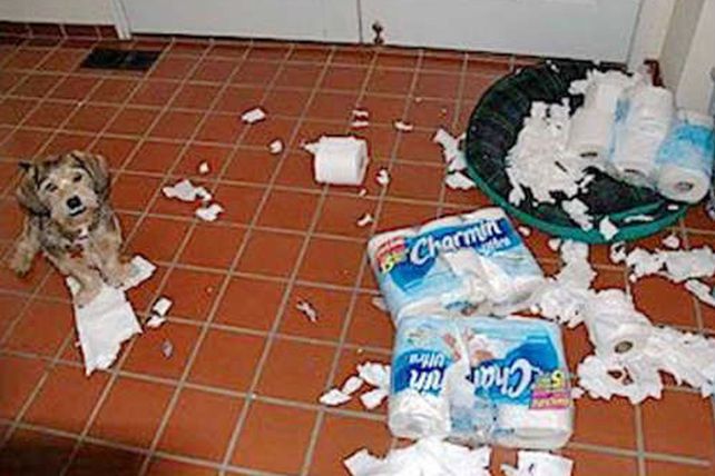 Las 10 cosas favoritas que a los perritos les gusta mucho destruir