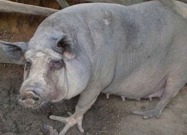 Conmoción por un chancho con patas de gallo