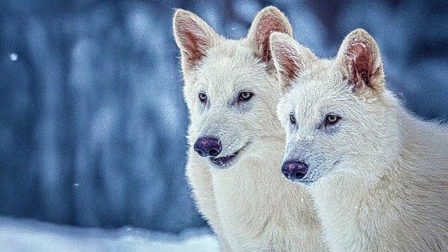 El lobo huargo es un animal extinto hace 12.500 años