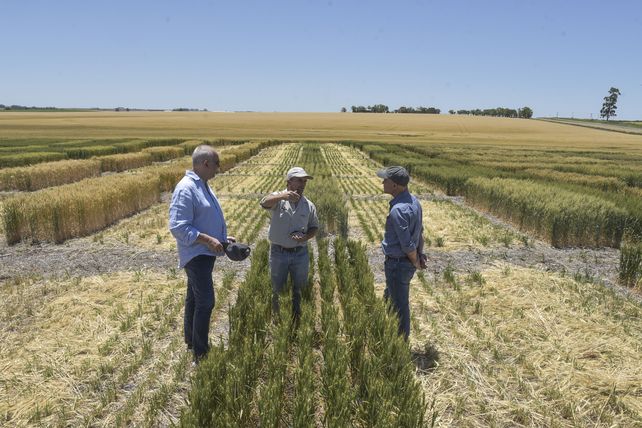 Entre Ríos: recorrida por un campo de trigo HB4