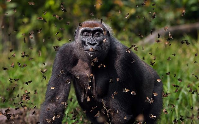 Una hembra de gorila de las tierras bajas occidentales