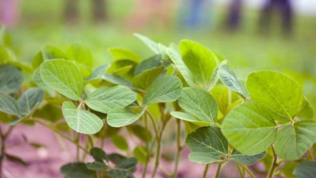 La implantación de soja tardía