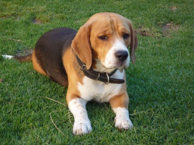 Defensoras de animales afirman que 400 laboratorios en Estados Unidos utilizan 70.000 perros por año