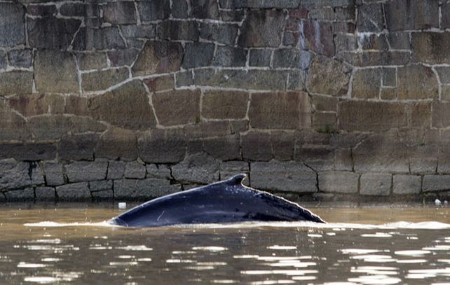Personal de Prefectura y profesionales especializados se dirigieron al lugar para intentar identificar a la ballena.