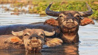 Argentina suspendió la importación de semen bovino tras registrarse casos de fiebre aftosa en Alemania