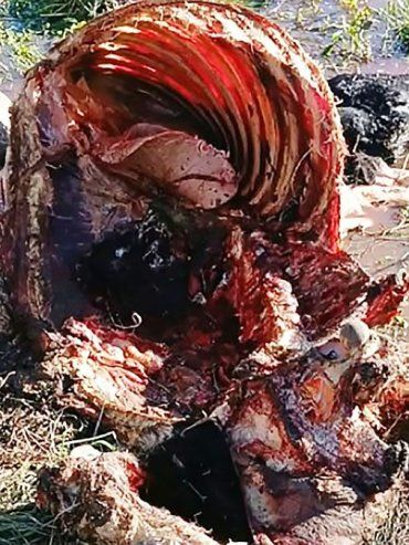 La Paz: admitió que carneó un ternero de 160 kilos, lo condenaron y hará tareas comunitarias