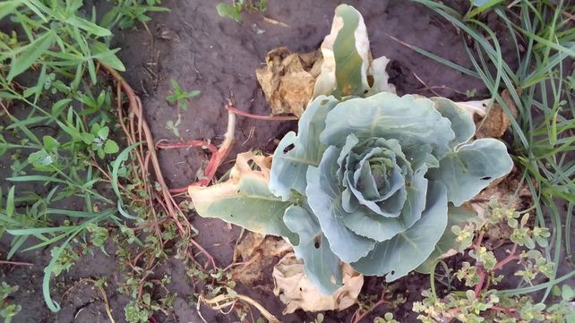 Pérdidas del 70% en el cinturón frutihortícola santafesino por la sequía