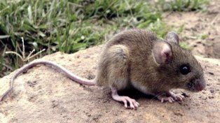 Recomiendan la importancia de la vacuna contra la fiebre hemorrágica