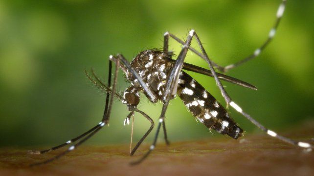 En la ciudad de Santa Fe hay 552 casos de dengue y 10 de chikungunya