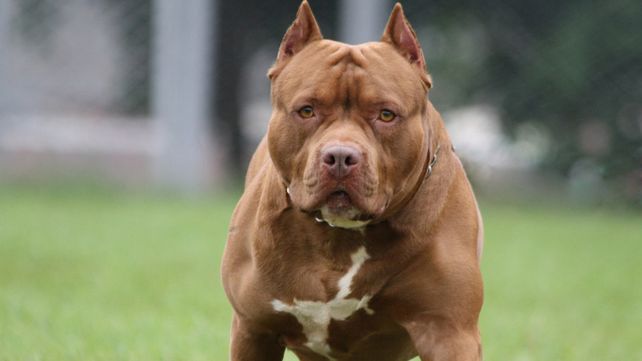 Un pitbull que atacó al bebé pertenece en San Lorenzo a un vecino de la familia