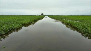 Declararon la emergencia agropecuaria en el norte santafesino por las inundaciones
