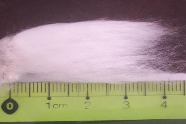 Algodón: presentan la primera variedad con fibras extra largas de Argentina