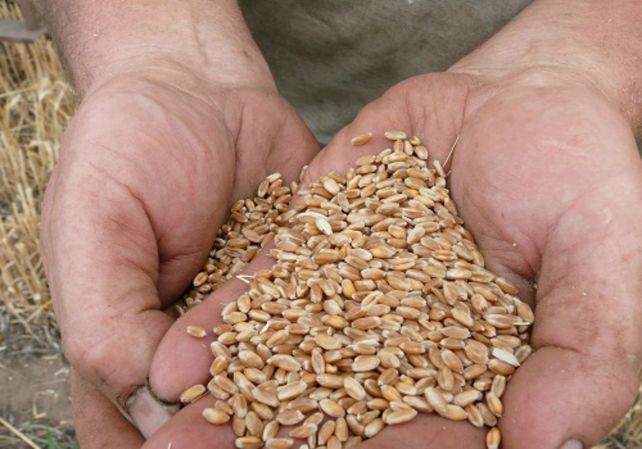 Tips. Especialistas dan recomendaciones para encarar la siembra fina.