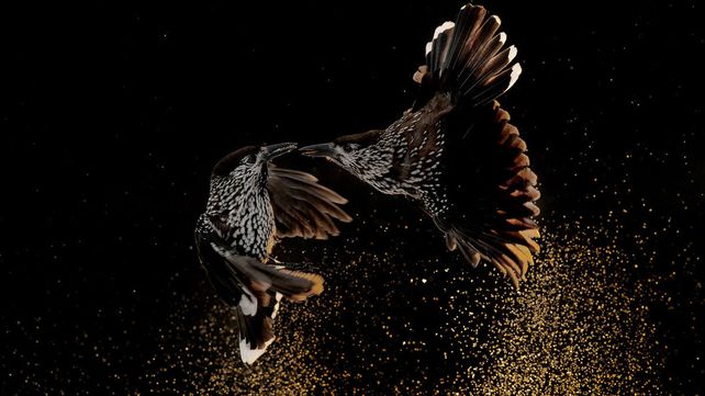 Imágenes ganadoras del concurso Bird Photographer of the Year 2020
