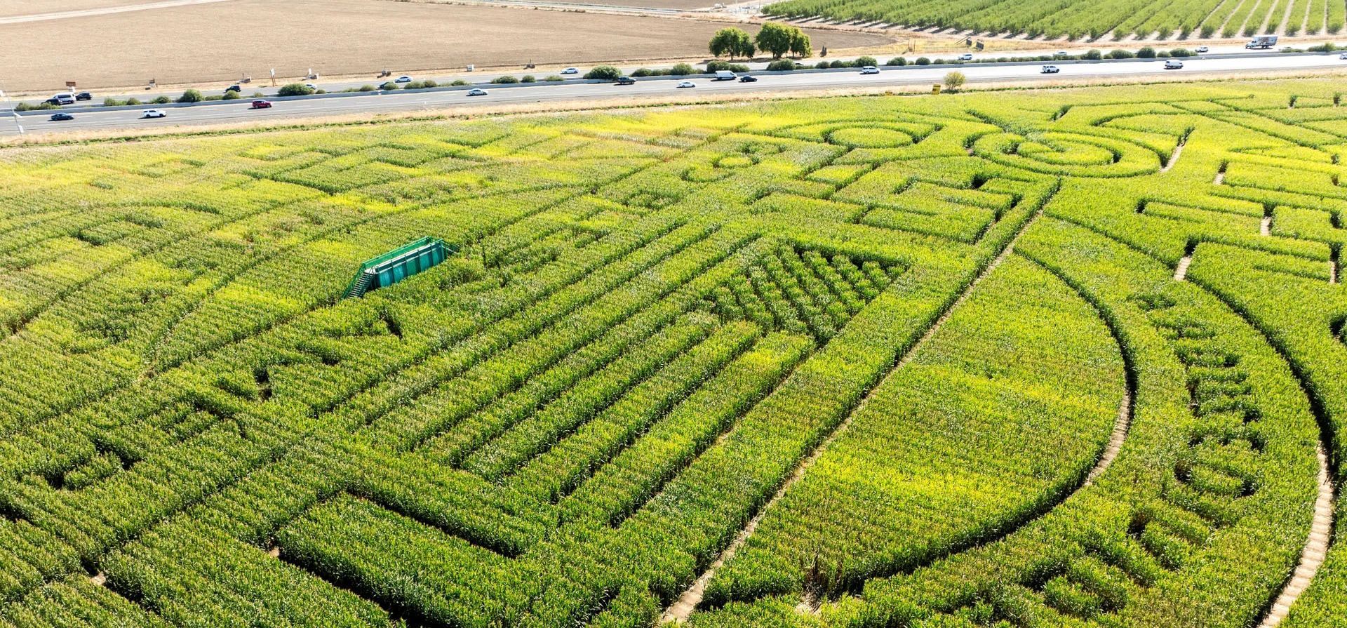 Los californianos son bienvenidos a probar uno de los laberintos de maíz más grandes del mundo, que está abierto en Dixon hasta el 31 de octubre, California, Estados Unidos. Fotografía: Fred Greaves/Reuters Los californianos son bienvenidos a probar uno de los laberintos de maíz más grandes del mundo, que está abierto en Dixon hasta el 31 de octubre, California, Estados Unidos. Fotografía: Fred Greaves/Reuters