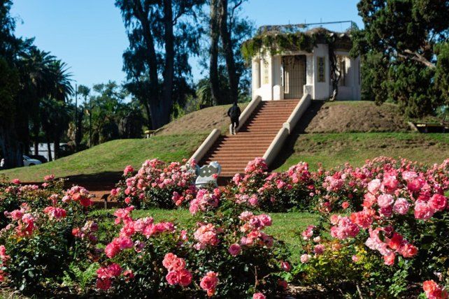 El viernes entregarán esquejes de rosas gratis en el parque Independencia
