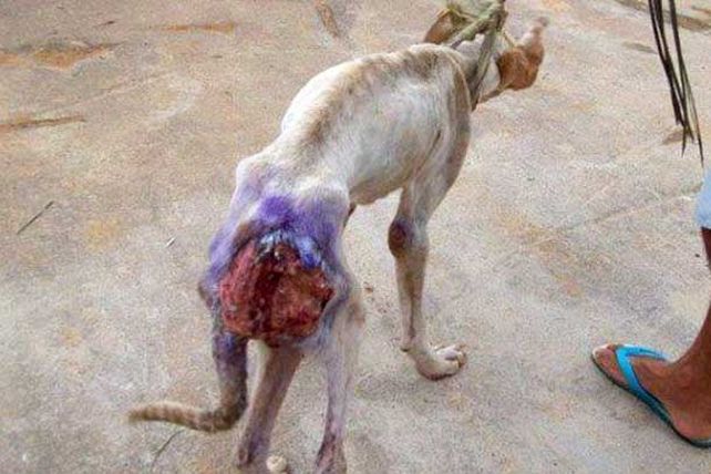 El rescate de un perro conmueve en las redes sociales