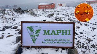 Hidroponia en la Antártida: la Base Esperanza produce los primeros plantines hortícolas