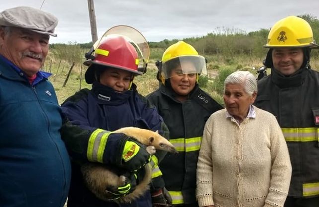 El oso melero rescatado por los bomberos de San Cristóbal.&nbsp;